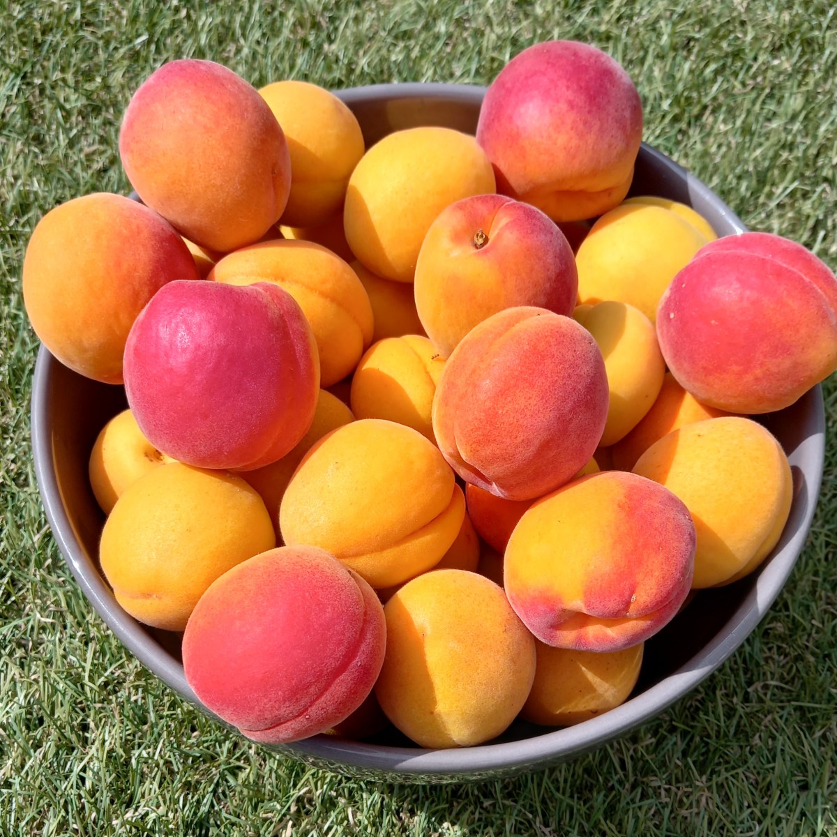 Zoom sur l&rsquo;abricot