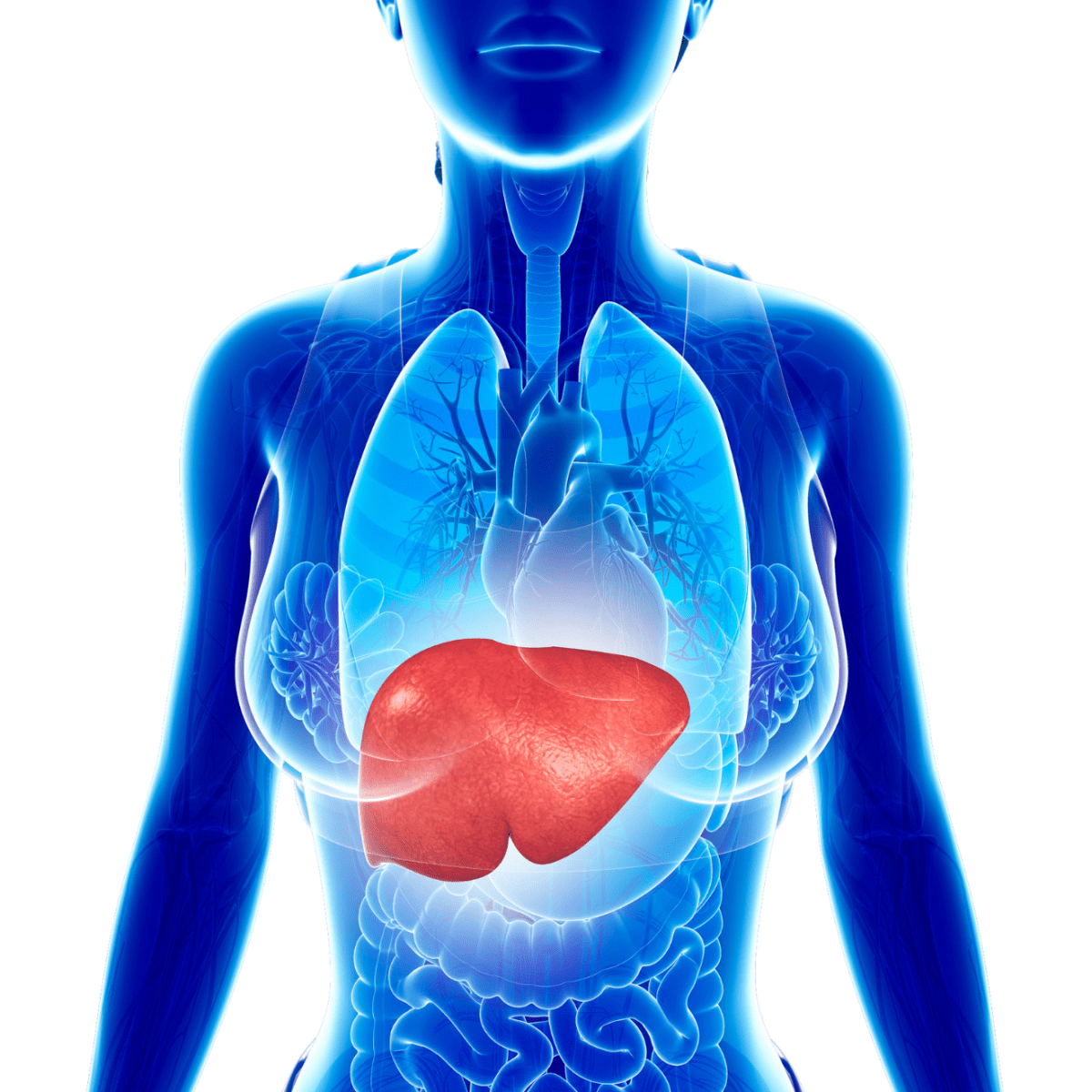 Je prends soin de mon foie naturellement&nbsp;!